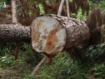 Kinh hoàng, hàng trăm cây thông “khổng lồ” bị cưa hạ, nằm rạp dưới chân đồi - Ảnh 4.