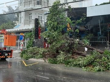 Bão số 12 quật đổ ô tô ở Phú Yên, hàng loạt cây xanh bật gốc