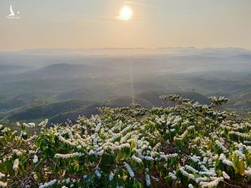 Chàng trai bỏ đại học, mua đất trồng rừng, ‘gọi’ chim về ở