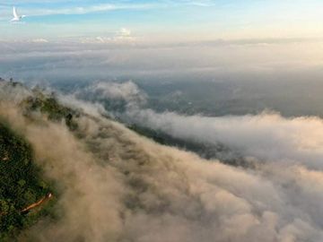 Chàng trai bỏ đại học, mua đất trồng rừng, ‘gọi’ chim về ở