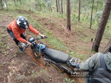 Kinh hoàng, hàng trăm cây thông “khổng lồ” bị cưa hạ, nằm rạp dưới chân đồi - Ảnh 3.