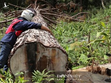 Kinh hoàng, hàng trăm cây thông “khổng lồ” bị cưa hạ, nằm rạp dưới chân đồi - Ảnh 9.