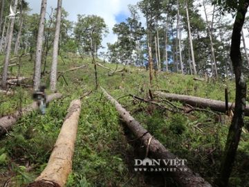 Kinh hoàng, hàng trăm cây thông “khổng lồ” bị cưa hạ, nằm rạp dưới chân đồi - Ảnh 6.