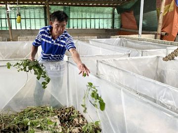 Nuôi những con 'nghe đã ghê' mang lại nguồn thu 'khủng' cho nông dân