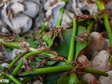 Nuôi những con 'nghe đã ghê' mang lại nguồn thu 'khủng' cho nông dân