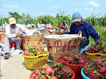 Gẩy tay rao hàng, lão nông bán chục tỷ tiền lươn, 26 tấn chôm chôm