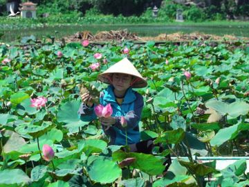 Mới đây, trên nhiều hội nhóm về du lịch, mùa sen muộn Ninh Bình tiếp tục là câu chuyện được nhiều người quan tâm.