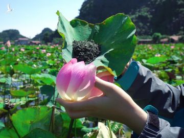 Năm nay, ngoài những bông sen nở muộn thì hồ sen Hang Múa còn khiến giới mê du lịch phát cuồng với những sản phẩm từ sen.