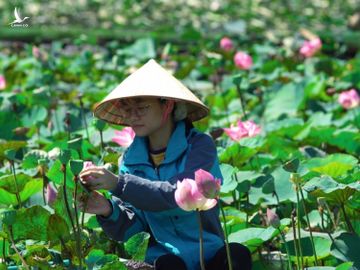 Thế nên, hai năm gần đây hồ sen với cây cầu gỗ hình trái tim trở thành địa điểm check-in rất hot với giới trẻ.