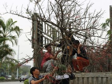 Những năm qua, nhiều cây đào rừng được dân buôn đào chặt ngang thân, thậm chí búng cả gốc đưa về bày bán tại chợ hoa Tết Hải Phòng. Ảnh: Giang Chinh