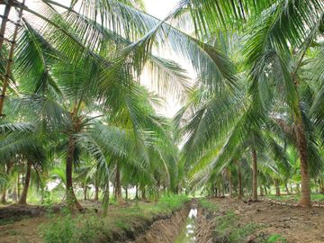 Cô gái Khmer làm thuê kiếm tiền học giờ thành bà chủ công ty