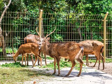 Đừng quên khám phá Minera Forest khi tới Minera Hot Springs Bình Châu nhé