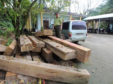 Lực lượng kiểm lâm huyện Bắc Trà My bắt hàng chục m3 gỗ. Ảnh: Đắc Thành.