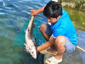 Cá tầm Trung Quốc giá rẻ tràn vào Việt Nam, người nuôi cá trong nước lao đao - Ảnh 1.