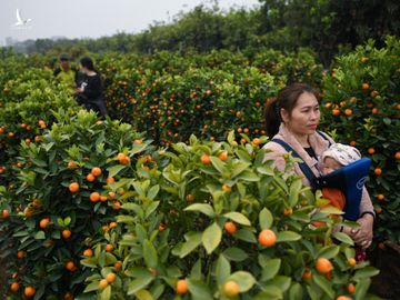 Tet Tan Suu, buon ban cay canh, Tet nguyen dan anh 17