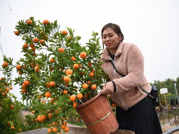 Tet Tan Suu, buon ban cay canh, Tet nguyen dan anh 3