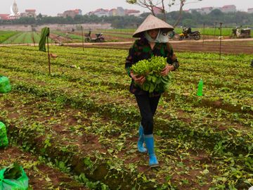 nong dan Ha Noi vut bo nong san anh 11