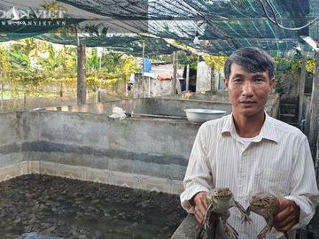 Ông Ninh Văn Tài ở xóm 2, xã Hải Sơn, huyện Hải Hậu (tỉnh Nam Định) thành công với mô hình nuôi ếch của mình.