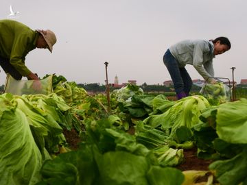 nong dan Ha Noi vut bo nong san anh 9