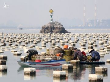 Quảng Ninh tìm cách ‘giải cứu’ nông sản ế ẩm vì dịch Covid-19 - ảnh 2