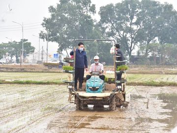 Bí thư Vương Đình Huệ xuống đồng cấy lúa cùng nông dân - ảnh 5