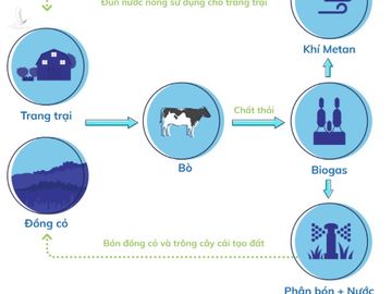 Sơ đồ hệ thống Biogas tại các trang trại bò sữa Vinamilk.