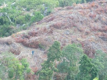 Rừng ở Tiểu khu 231, xã Suối Tân (huyện Cam Lâm, Khánh Hòa) bị chặt phá.