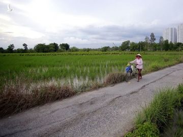 Đất nông nghiệp hai bên đường Nguyễn Văn Linh (H.Bình Chánh, TP.HCM) /// ẢNH: NGỌC DƯƠNG