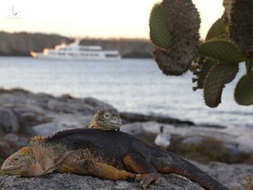 bao ton quan dao Galapagos anh 3