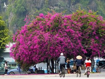 Quảng Ninh ‘sực tỉnh’, nhận ra gót chân Asin