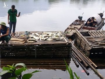 Thủy sản chết hàng loạt trên sông Mã: Người dân vật vã ‘chạy cá’ trong tuyệt vọng - ảnh 6