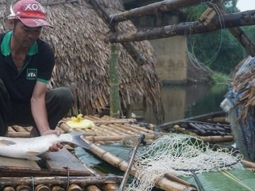 Thủy sản chết hàng loạt trên sông Mã: Người dân vật vã ‘chạy cá’ trong tuyệt vọng - ảnh 2