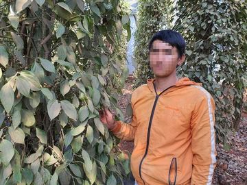 Anh N.V.T đi hái tiêu thuê do không thể xuất khẩu lao động vì “bị” làm giám đốc công ty “ma” /// ẢNH: NGUYỄN LONG