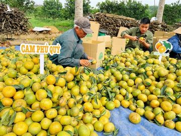 Nông dân tuyển lựa cam để đóng thùng. Ảnh; Mia.