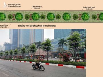 Phối cảnh trồng cây bàng lá nhỏ thay thế cây phong. Nguồn: Sở Xây dựng cung cấp