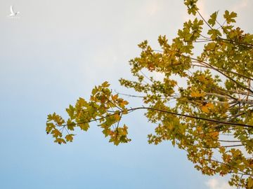Nhưng sau gần 1 năm nhiều cây đã bị cháy lá, một số cây chết khô. Ảnh: Kiều Dương.