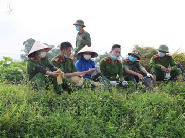 Công an xuống xã lội ruộng gặt lúa giúp các F1, F2 đang phải cách ly - Ảnh 11.