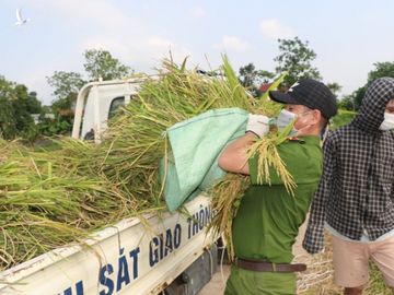 Công an xuống xã lội ruộng gặt lúa giúp các F1, F2 đang phải cách ly - Ảnh 7.