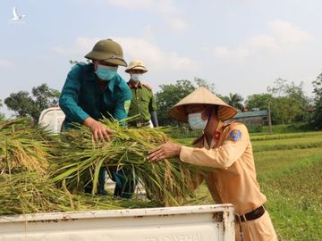 Công an xuống xã lội ruộng gặt lúa giúp các F1, F2 đang phải cách ly - Ảnh 6.