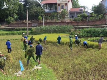 Công an xuống xã lội ruộng gặt lúa giúp các F1, F2 đang phải cách ly - Ảnh 4.