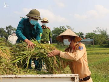 Cong an thu hoach lua giup dan anh 4