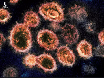 GS.TS Lê Thị Quỳnh Mai: Biến thể virus nuôi cấy 2 ngày đã phát triển, nếu ứng phó chậm sẽ muộn - Ảnh 1. GS.TS Lê Thị Quỳnh Mai: Biến thể virus nuôi cấy 2 ngày đã phát triển, nếu ứng phó chậm sẽ muộn - Ảnh 1.