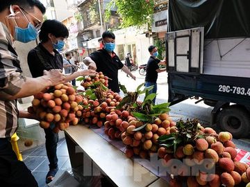 Vải thiều Bắc Giang được bán với giá 20.000 đồng/kg ở Thủ đô ảnh 2