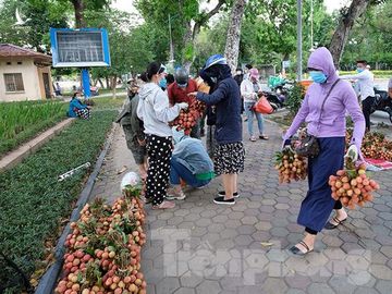 Vải thiều Bắc Giang được bán với giá 20.000 đồng/kg ở Thủ đô ảnh 7