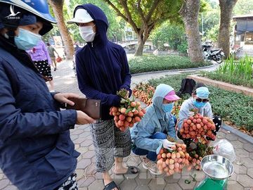 Vải thiều Bắc Giang được bán với giá 20.000 đồng/kg ở Thủ đô ảnh 12