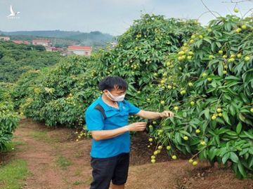 Thủ tướng đồng ý cho 190 thương nhân Trung Quốc vào thu mua vải thiều Lục Ngạn - Ảnh 2.