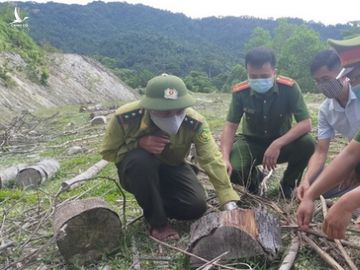 Chủ tịch Mặt trận Tổ quốc xã thuê người chặt hàng trăm cây rừng để làm gì? - Ảnh 3.