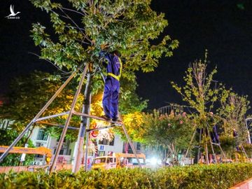 CLIP: Hàng chục công nhân gấp rút di dời hàng cây phong lá đỏ ngay trong đêm - Ảnh 7. CLIP: Hàng chục công nhân gấp rút di dời hàng cây phong lá đỏ ngay trong đêm - Ảnh 7.
