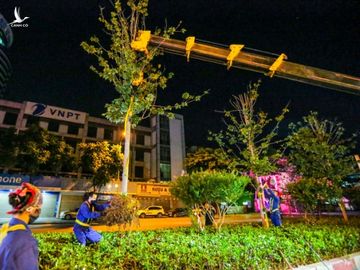 CLIP: Hàng chục công nhân gấp rút di dời hàng cây phong lá đỏ ngay trong đêm - Ảnh 12. CLIP: Hàng chục công nhân gấp rút di dời hàng cây phong lá đỏ ngay trong đêm - Ảnh 12.