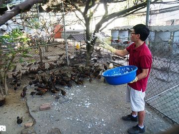 Thức ăn cho gà rừng rất đơn giản và không tốn kém, từ rau, cỏ, ngô, lúa đến cơm nguội… tất cả đều có thể làm thức ăn cho gà.